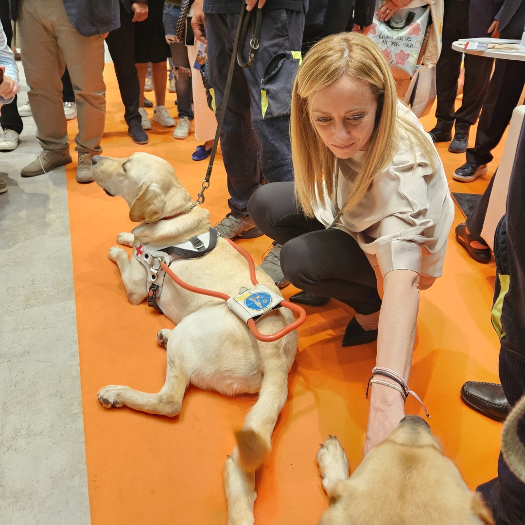 Cucciolo di Labrador al Centro Addestramento